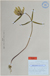 Fritillaria sonnikovae holotype